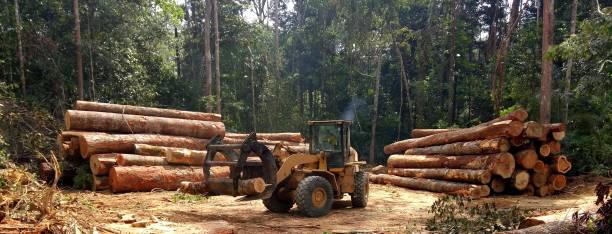 Best Utility Line Clearance  in Waxhaw, NC