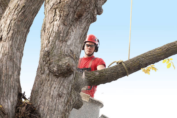 Tree and Shrub Care in Waxhaw, NC
